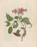 Felsen - Maria Sibylla Merian — Ansicht des Kunstwerks