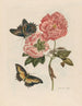 Rosenstrauch - Maria Sibylla Merian — Ansicht des Kunstwerks