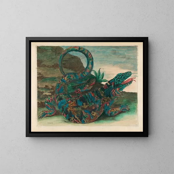 Sauvegarde - Maria Sibylla Merian — gerahmtes Bild an der Wand