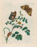 Perlen der Träume - Maria Sibylla Merian — Ansicht des Kunstwerks