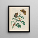 Perlen der Träume - Maria Sibylla Merian — gerahmtes Bild an der Wand