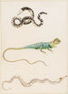 Kleinreptil-Tafel mit Südamerikanischer Eidechse oder Baumreptil der Ostindischen Inseln und Pfeifenfisch - Maria Sibylla Merian — Ansicht des Kunstwerks