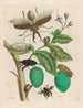 Tabrouba - Maria Sibylla Merian — Ansicht des Kunstwerks
