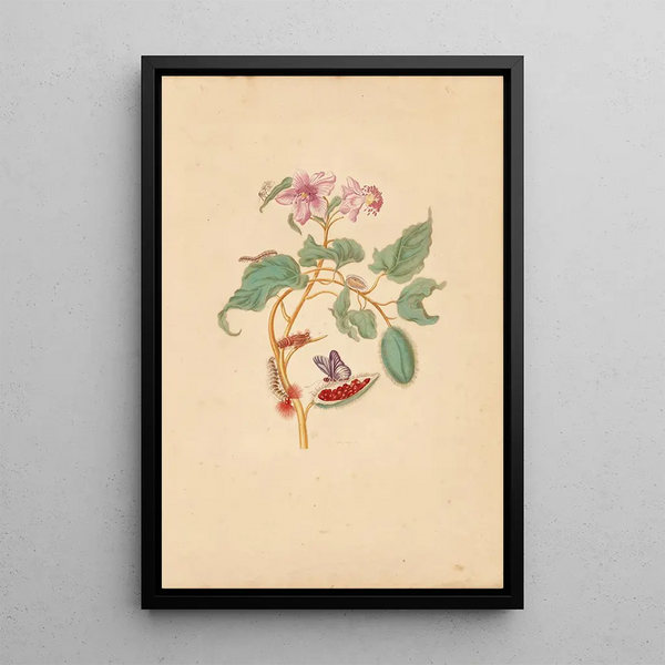 Maria Sibylla Merian - The Rocu Tree with Caterpillars Moths and Butterflies.webp