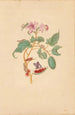 L Baum Rocu mit Raupen, Nachtfaltern und Schmetterlingen - Maria Sibylla Merian — Ansicht des Kunstwerks