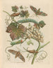 Weiße Weinrebe aus Amerika - Maria Sibylla Merian — Ansicht des Kunstwerks
