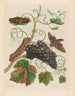 Vigne d'Amérique - Maria Sibylla Merian — Ansicht des Kunstwerks