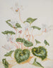 Cyclamen blanc - Maria Sibylla Merian — Ansicht des Kunstwerks