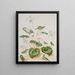Cyclamen blanc - Maria Sibylla Merian — gerahmtes Bild an der Wand