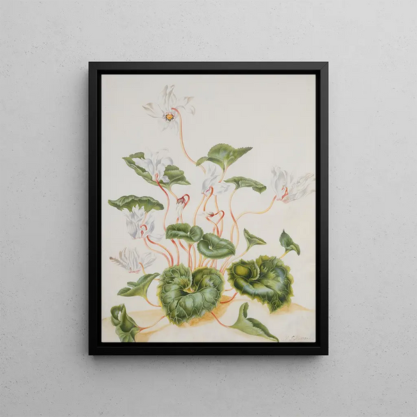 Maria Sibylla Merian - White Cyclamen.webp