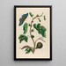 Goyave blanche - Maria Sibylla Merian — gerahmtes Bild an der Wand