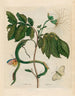 Wycke Bockies - Maria Sibylla Merian — Ansicht des Kunstwerks