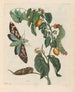 Zursak - Maria Sibylla Merian — Ansicht des Kunstwerks