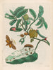 Sac d'acide - Maria Sibylla Merian — Ansicht des Kunstwerks