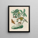 Sac d'acide - Maria Sibylla Merian — gerahmtes Bild an der Wand