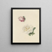 Studien einer rosa und einer weißen Rose - Marie Louise Praetorius — gerahmtes Bild an der Wand