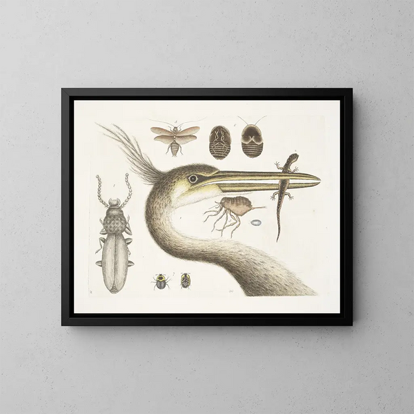 1 Der größte Kranich mit Federkrone 2 Der gefleckte Triton 3 Der Chego 4 Scarabus c 5 Die Schabe - Mark Catesby — gerahmtes Bild an der Wand