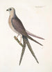 Accipiter cauda forcipata furcata Der Falke mit Schwalbenschwanz - Mark Catesby — Ansicht des Kunstwerks