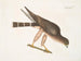Der Turmfalke der Palombe - Mark Catesby — Ansicht des Kunstwerks