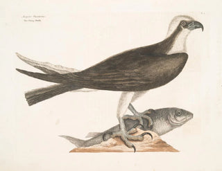 Der falke fischer - Mark Catesby — Ansicht des Kunstwerks