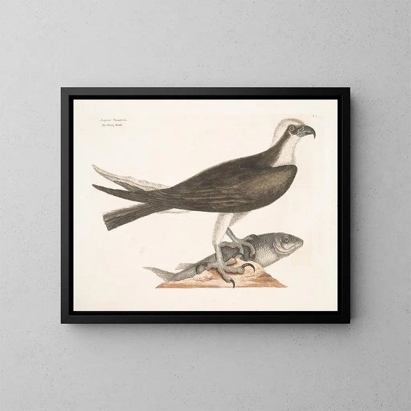Der falke fischer - Mark Catesby — gerahmtes Bild an der Wand
