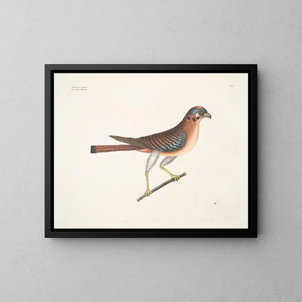 Der kleine Falke - Mark Catesby — gerahmtes Bild an der Wand