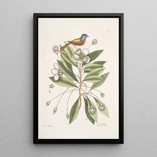 Mark Catesby - Althea Alcea Floridana The LoblollyBay Avis Tricolor The Painted Finch.webp