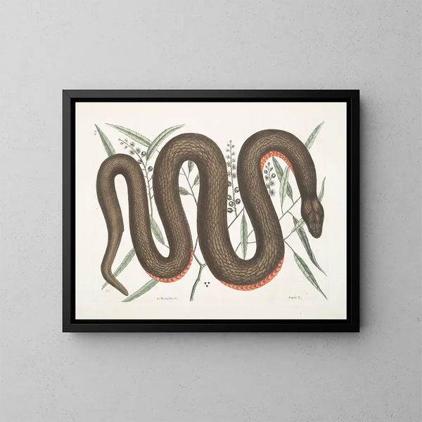 Un Recinoides und die Rinde von Ilathera, Anguis und die kupferbäuchige Schlange - Mark Catesby — gerahmtes Bild an der Wand
