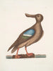 Anas Americanus Der Blaugabel-Schnabelente - Mark Catesby — Ansicht des Kunstwerks