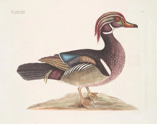 Mark Catesby - Anas cristata elegans The Summer Duck.webp