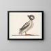 Der Büffel-Ente - Mark Catesby — gerahmtes Bild an der Wand