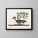 Der kleine braune Entchen - Mark Catesby — gerahmtes Bild an der Wand