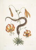 Anguis capite viperino Le Serpent à nez retroussé Lilium c - Mark Catesby — Ansicht des Kunstwerks