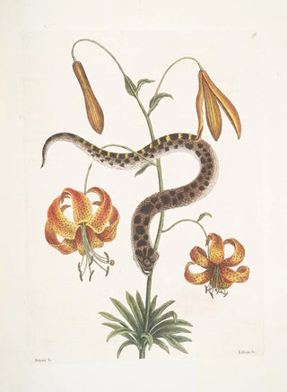 Mark Catesby - Anguis capite viperino The Hognose Snake Lilium c.webp