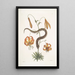 Anguis capite viperino Le Serpent à nez retroussé Lilium c - Mark Catesby — gerahmtes Bild an der Wand