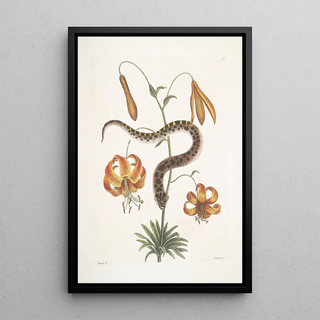 Mark Catesby - Anguis capite viperino The Hognose Snake Lilium c.webp