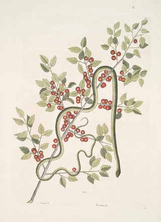 Mark Catesby - Anguis viridis The GreenSnake Cassena c.webp