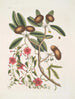 Anona foliis Laurinis Le Sappadillo Convolvulus feuilles panachées c - Mark Catesby — Ansicht des Kunstwerks