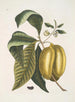 Anona mit der Frucht der Frucht c - Mark Catesby — Ansicht des Kunstwerks