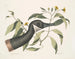 Oie du Canada Chrysanthemum c - Mark Catesby — Ansicht des Kunstwerks