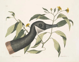 Oie du Canada Chrysanthemum c - Mark Catesby — Ansicht des Kunstwerks