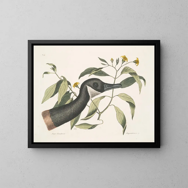 Oie du Canada Chrysanthemum c - Mark Catesby — gerahmtes Bild an der Wand