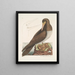 Der Narr ist ein brauner Vogel, der mit der Bassano-Gans verwandt ist - Mark Catesby — gerahmtes Bild an der Wand