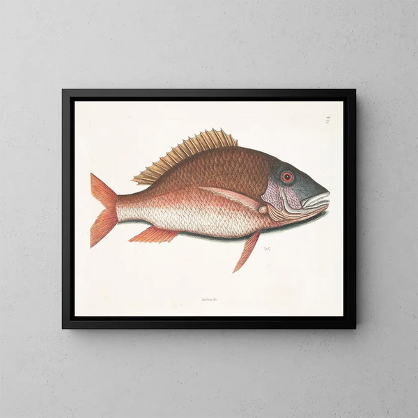 Anthea, der Schaf-Fisch - Mark Catesby — gerahmtes Bild an der Wand