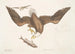 Aquila capite Albo L'Aigle à tête blanche Die Größe des Kopfes des Adlers - Mark Catesby — Ansicht des Kunstwerks