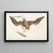 Aquila capite Albo L'Aigle à tête blanche Die Größe des Kopfes des Adlers - Mark Catesby — gerahmtes Bild an der Wand