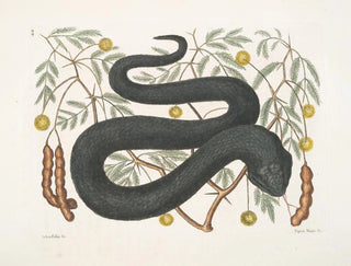 Baum mit schwarzer Vipferblätter - Mark Catesby — Ansicht des Kunstwerks