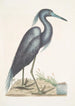 Ardea caerulea Der Blaue Reiher - Mark Catesby — Ansicht des Kunstwerks