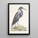 Ardea caerulea Der Blaue Reiher - Mark Catesby — gerahmtes Bild an der Wand