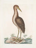 Ardea stellaris Der Braunkranich - Mark Catesby — Ansicht des Kunstwerks